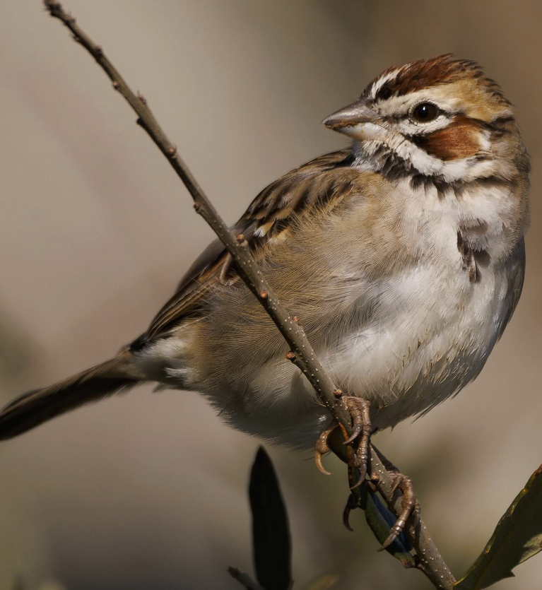 Rare Bird Alert North Carolina Lark Sparrow At Ft Fisher Best Life